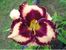 �������� ������� ( Moussaka ) - 250 ���. ����� 3-4 �����.