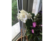 IMG 3798-27-06-17-13-12.JPG