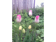 ������� ������� ������