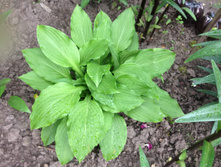 ����� IMG 0975.JPG