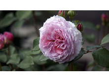 James Galway(R) (AUScrystal) ������ ������