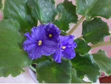 �� - ����� ����