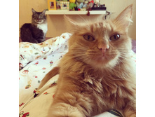 �������, ��������� �������� ...