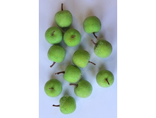 ������ ������������, �������