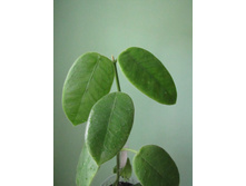 H. lauterbchii