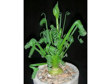 ������� ��������  ( Albuca spiralis)