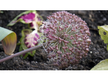 ��� �����. ������ ����