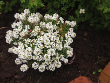 ������� IMG 0971.JPG