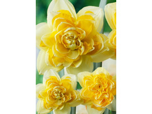 15,46���. ������� ����� ���(�������� ���� �� 10 ��.) �������� 9 ��..jpg