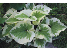 ������� ������� ����