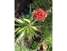 ������� ���� ��� ���� � ������ ����� IMG 0945.JPG