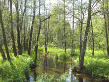 IMG 20170612 124311.jpg