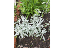 IMG 20170617 175736.jpg