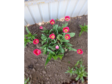 �������� ���������