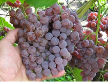 500x500.���� ������.jpg