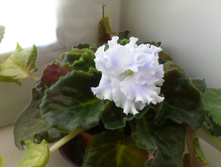 ������� ����� (�����)