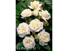 La Paloma 85.jpg