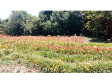 ����� �����