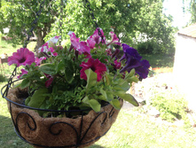 ������� �� ������� Noatel IMG 1058.JPG