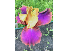 IMG 20170623 192239.jpg