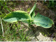 Pizzas ������������