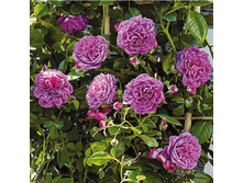 ������� ���� ����� (�No4)