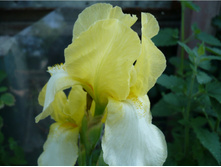 ���� Blessed Again