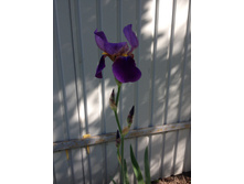 ������ �������� (����������) IMG 1060.JPG