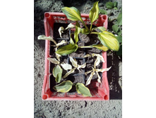 IMG 20170609 141340.jpg