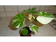 �������� ����������� �����������  ( Hibiscus Tiliaceus Tricolor.) - ���� ....