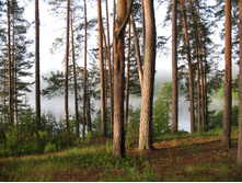 5 ���� ����� - �����