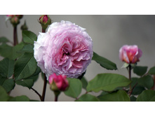 ������ ������