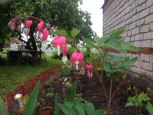 �������� "����������� �������" IMG 0986.JPG