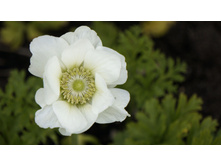 ������� DE CAEN