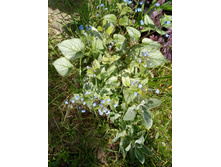 ���� �����