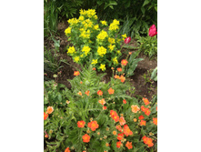 �������� � �������