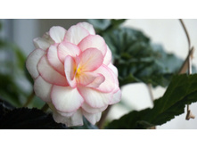 ������� ���������