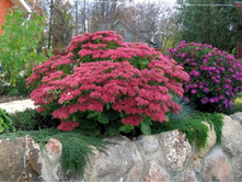 ������ ������.jpg