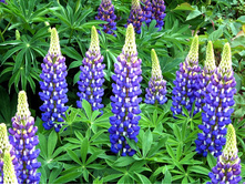 ����� �����.