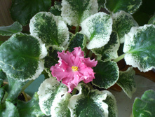 �� - �������� ���