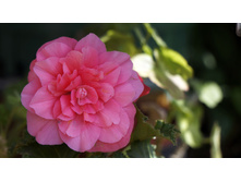 ������� ��������� Nonstop Pink