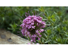 ������� ��������������