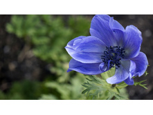 ������� DE CAEN