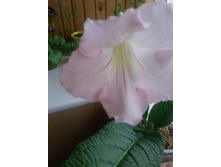 DS-������� (Dimetris) �����