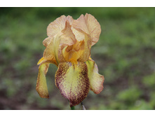 ���� ������-���������� (�ϣ ����)