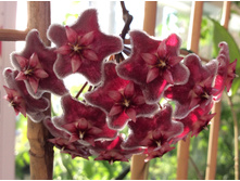 ������������ ���� �����������.