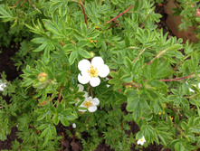 �������� IMG 0987.JPG