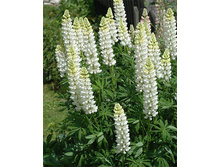 ����� �����.