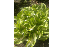 ����� "���������"