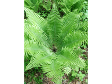 IMG 20170610 133950.jpg